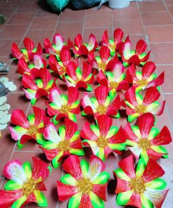 Hoa Múa - 01
